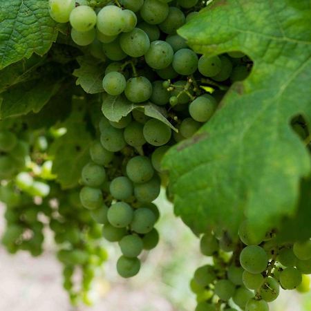 Clos De La Barbanne Montagne  Bagian luar foto